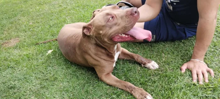 Cachorro raça Pit-Bull idade 4 anos nome Zeus