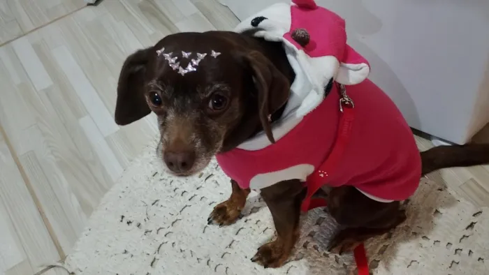 Cachorro raça SRD-ViraLata idade 4 anos nome Mel