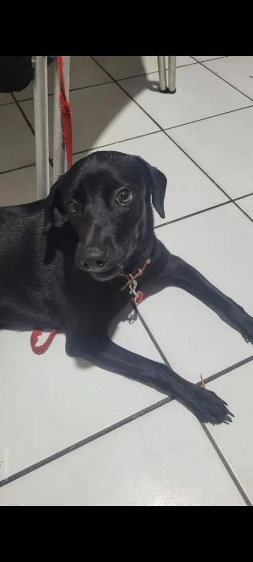 Cachorro raça SRD-ViraLata idade 1 ano nome luna