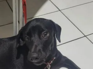 Cachorro raça SRD-ViraLata idade 1 ano nome luna