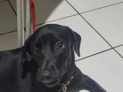 Cachorro raça SRD-ViraLata idade 1 ano nome luna