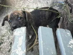 Cachorro raça SRD-ViraLata idade 2 a 6 meses nome Pandora