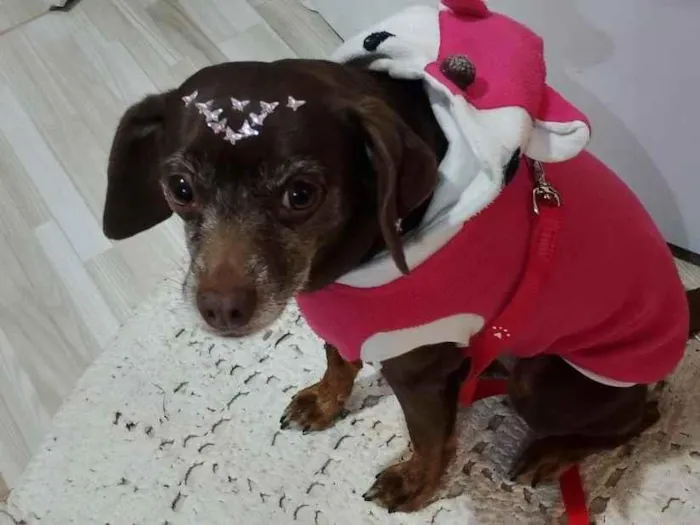 Cachorro raça SRD-ViraLata idade 4 anos nome Mel