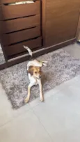 Cacau 