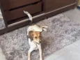 Cacau 