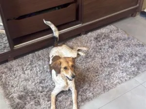 Cachorro raça SRD-ViraLata idade 1 ano nome Cacau 