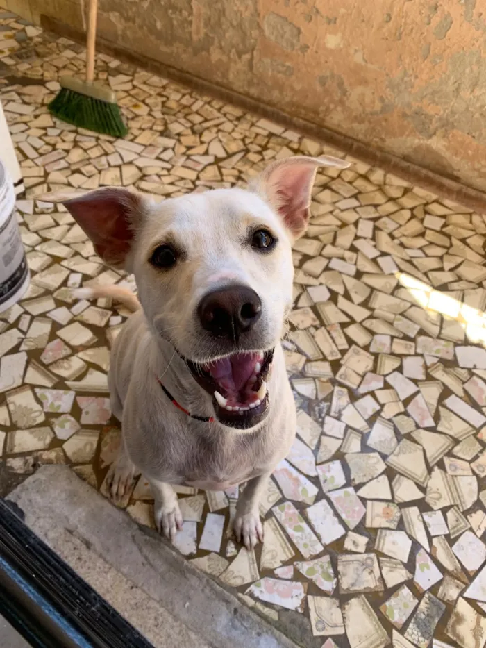 Cachorro raça SRD-ViraLata idade 2 anos nome Charlie