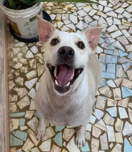 Cachorro raça SRD-ViraLata idade 2 anos nome Charlie