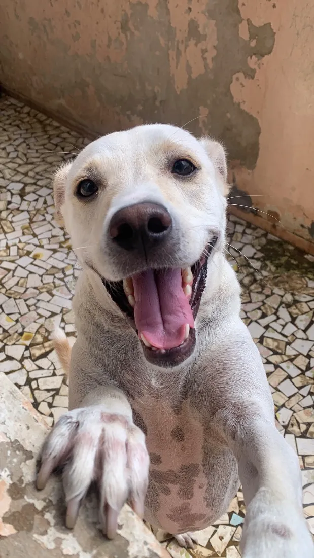 Cachorro raça SRD-ViraLata idade 2 anos nome Charlie