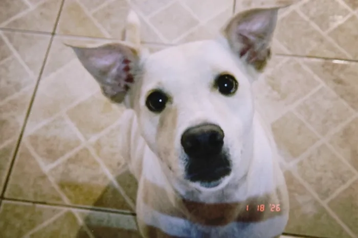 Cachorro raça SRD-ViraLata idade 2 anos nome Charlie