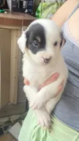 Macho (não tem nome )
