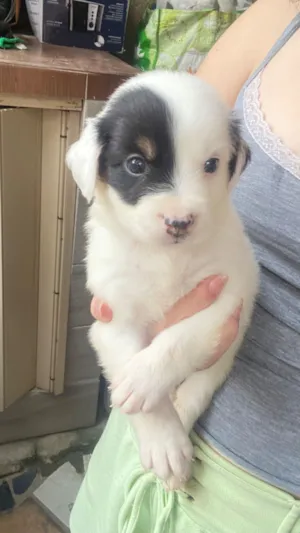 Cachorro raça Chow Chow idade Abaixo de 2 meses nome Macho (não tem nome )