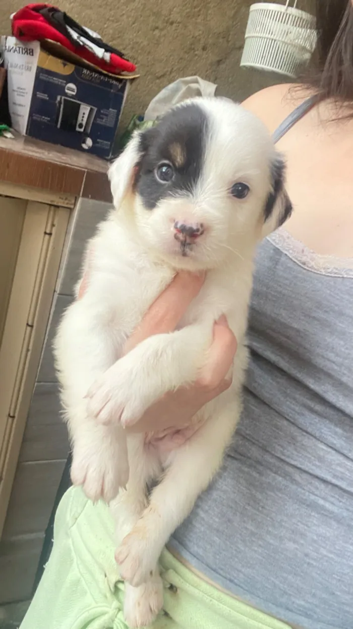 Cachorro raça Chow Chow idade Abaixo de 2 meses nome Macho (não tem nome )