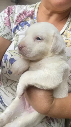 Cachorro raça Chow Chow idade Abaixo de 2 meses nome (Macho (não tem nome 