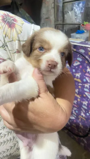 Cachorro raça Labrador idade Abaixo de 2 meses nome (Fêmea)
