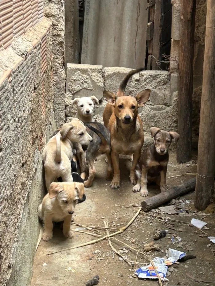 Cachorro raça SRD-ViraLata idade Abaixo de 2 meses nome Sem nomes