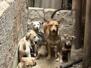 Cachorro raça SRD-ViraLata idade Abaixo de 2 meses nome Sem nomes