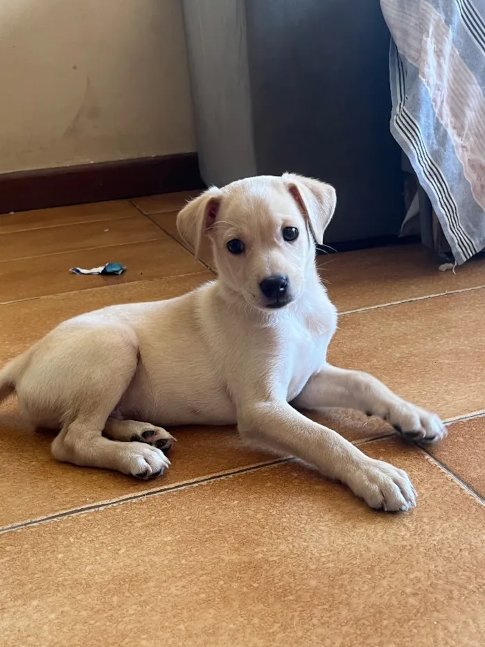 Cachorro raça SRD-ViraLata idade 2 a 6 meses nome Banguela