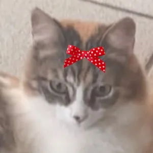 Gato raça SRD-ViraLata idade 7 a 11 meses nome Juma 