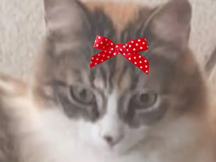 Gato raça SRD-ViraLata idade 7 a 11 meses nome Juma 
