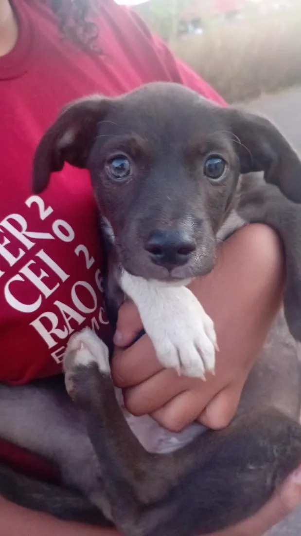 Cachorro raça SRD-ViraLata idade 2 a 6 meses nome kiara