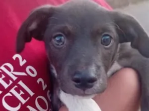 Cachorro raça SRD-ViraLata idade 2 a 6 meses nome kiara