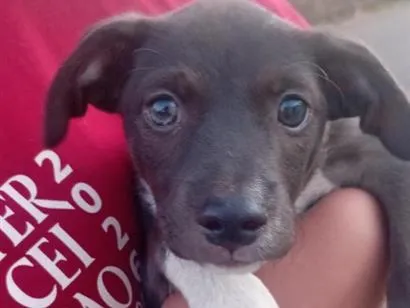 Cachorro raça SRD-ViraLata idade 2 a 6 meses nome kiara