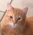 Januario