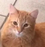 Gato raça SRD-ViraLata idade 7 a 11 meses nome Januario