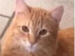 Gato raça SRD-ViraLata idade 7 a 11 meses nome Januario