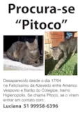 Pitoco