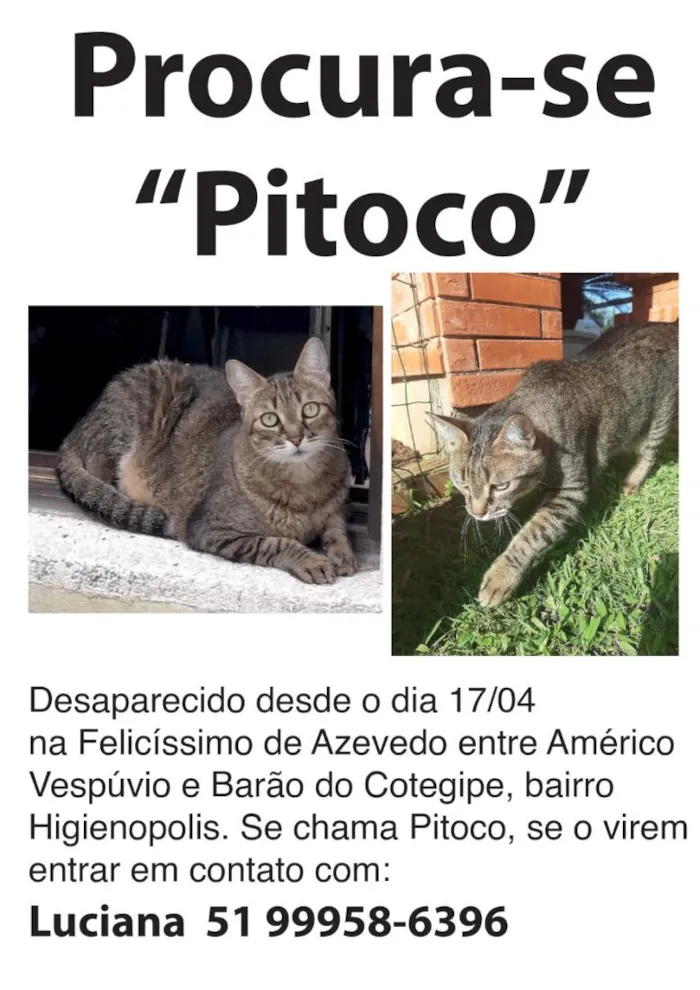 Gato raça SRD-ViraLata idade 6 ou mais anos nome Pitoco