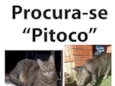 Pitoco
