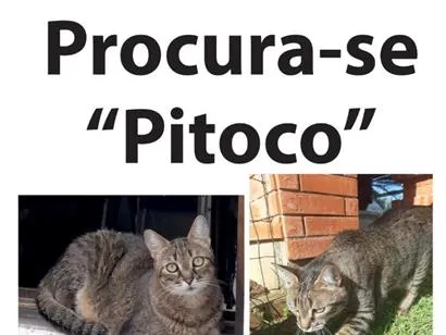 Gato raça SRD-ViraLata idade 6 ou mais anos nome Pitoco