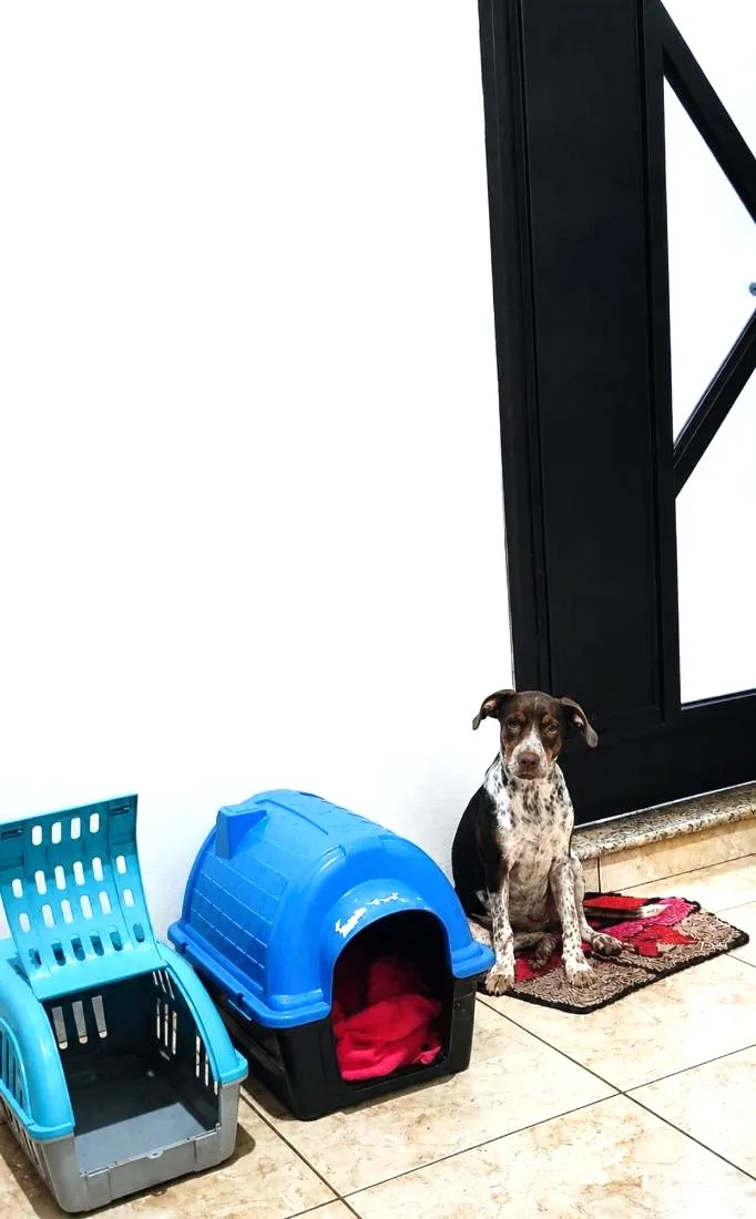 Cachorro raça SRD-ViraLata idade 2 a 6 meses nome Mel
