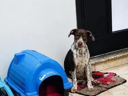 Cachorro raça SRD-ViraLata idade 2 a 6 meses nome Mel