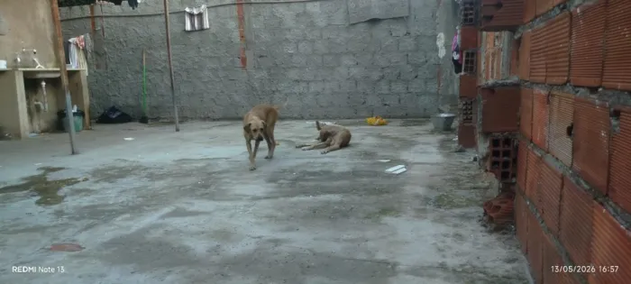 Cachorro raça SRD-ViraLata idade 7 a 11 meses nome Atos e Atenas