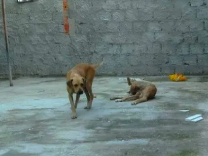 Cachorro raça SRD-ViraLata idade 7 a 11 meses nome Atos e Atenas