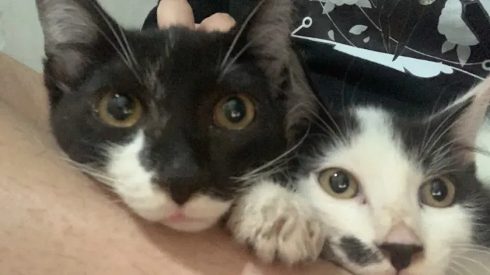 Gato raça SRD-ViraLata idade 1 ano nome Óreo e Flocos
