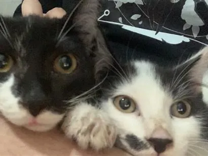 Gato raça SRD-ViraLata idade 1 ano nome Óreo e Flocos
