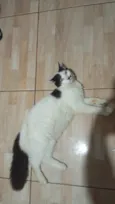 Óreo e Flocos