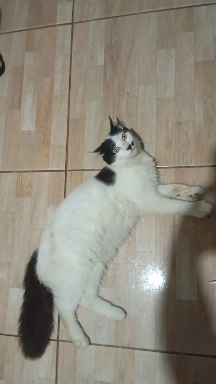 Gato raça SRD-ViraLata idade 1 ano nome Óreo e Flocos