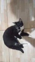 Óreo e Flocos