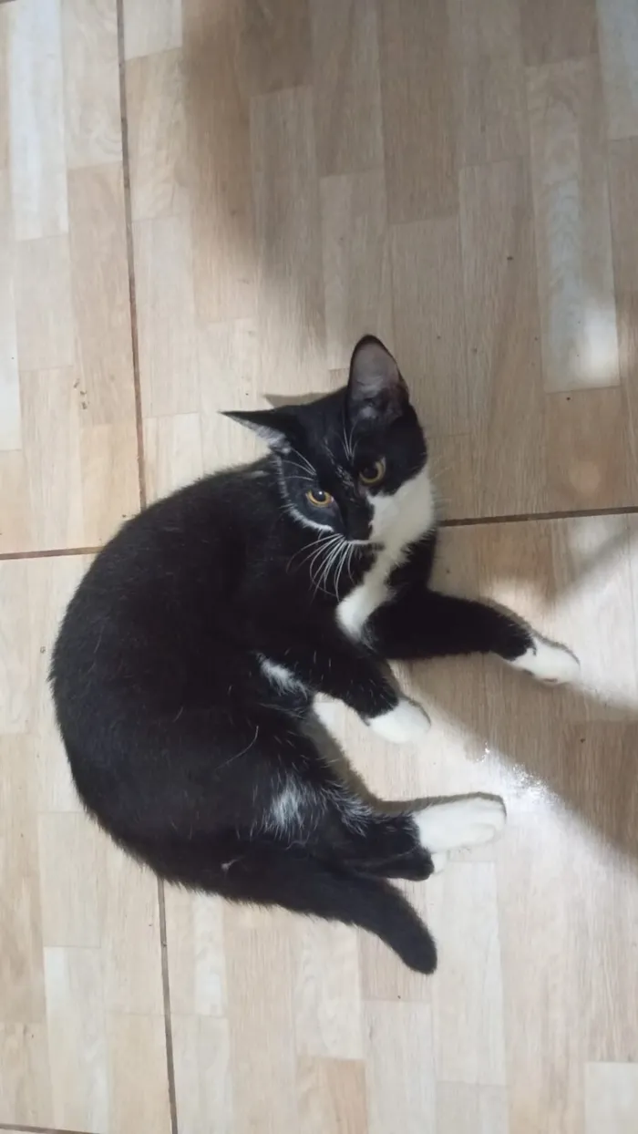 Gato raça SRD-ViraLata idade 1 ano nome Óreo e Flocos