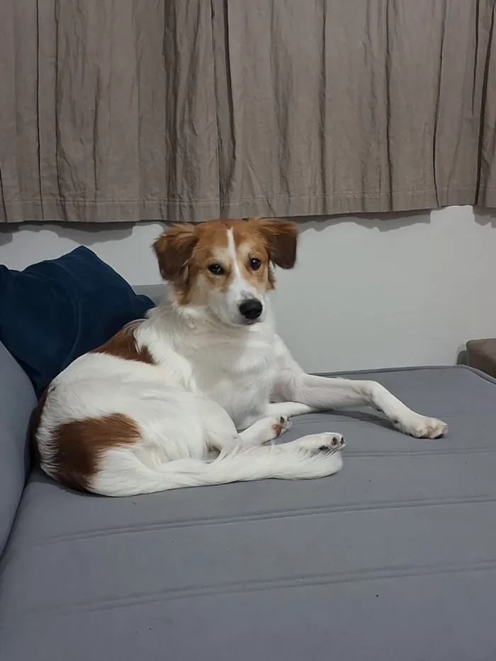 Cachorro raça SRD-ViraLata idade 1 ano nome Maylo