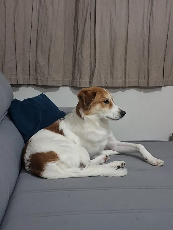 Cachorro raça SRD-ViraLata idade 1 ano nome Maylo