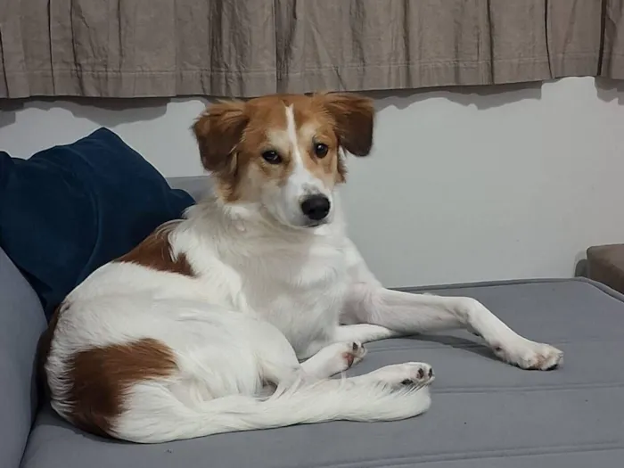 Cachorro raça SRD-ViraLata idade 1 ano nome Maylo