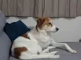 Maylo