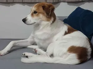 Cachorro raça SRD-ViraLata idade 1 ano nome Maylo