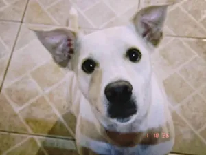 Cachorro raça SRD-ViraLata idade 2 anos nome Charlie